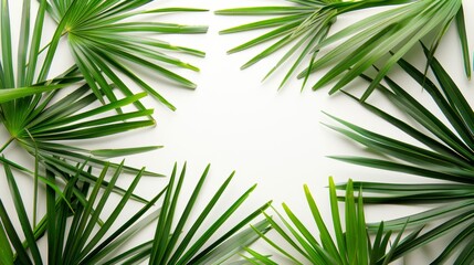 Tropical palm leaves frame with white background space
