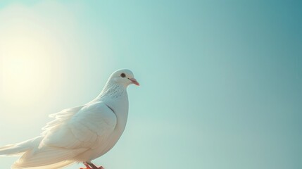 Fototapeta premium A white dove under the brilliant sunlight in the sky of soft blue hue