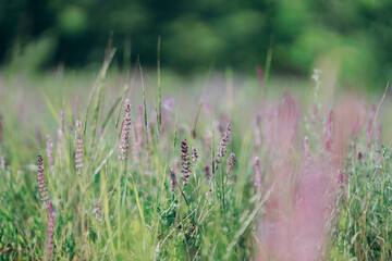 vast Ukrainian field adorned with vibrant purple flowers under a clear blue sky, evoking serenity and natural beauty