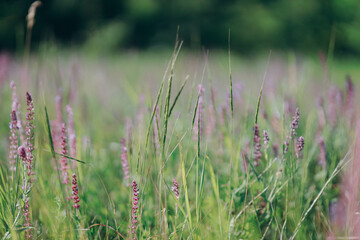 vast Ukrainian field adorned with vibrant purple flowers under a clear blue sky, evoking serenity...