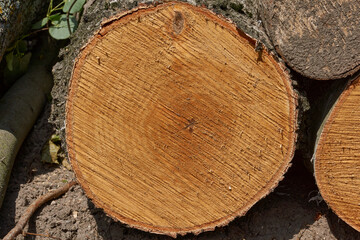 Birch logs for the fireplace and bath dry outdoors. A section of birch. Annual rings are visible.