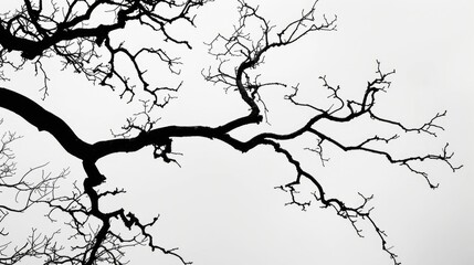 Obraz premium Bare tree branches silhouetted against the winter sky