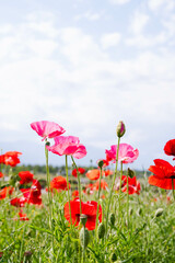 ピンク色のポピー