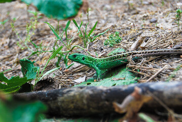 a large lizard runs along the forest floor in a summer forest