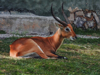 Beautiful male impala lying on the fresh grass of his enclosure