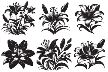vector silhouette of Lily flower illustration set
