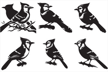 Bluejay Bird silhouette vector illustration set