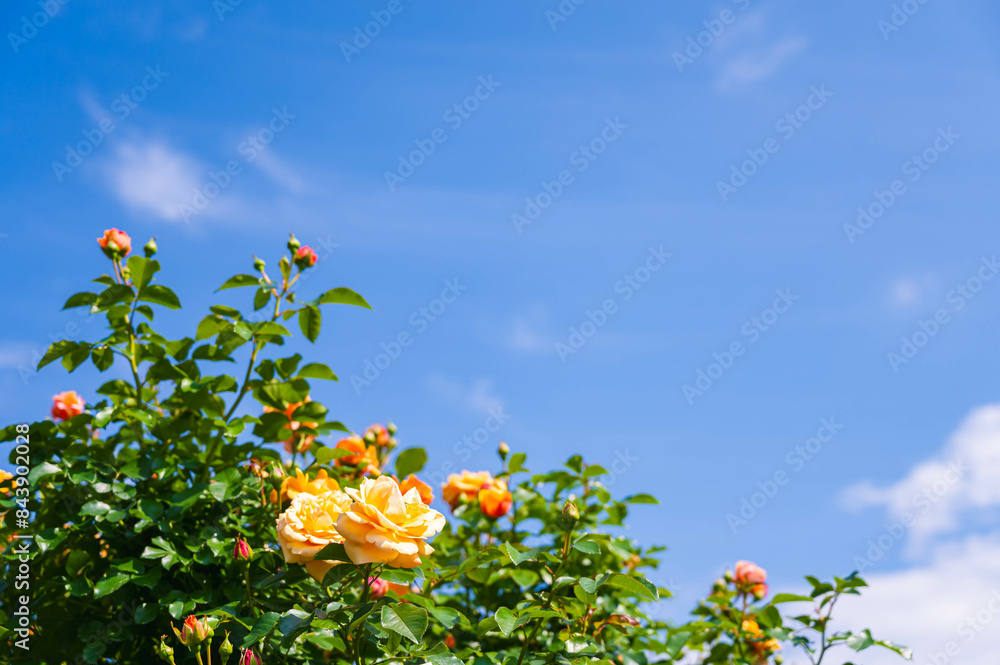 Poster 初夏の青空とバラ