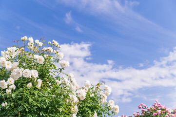 初夏の青空とバラ