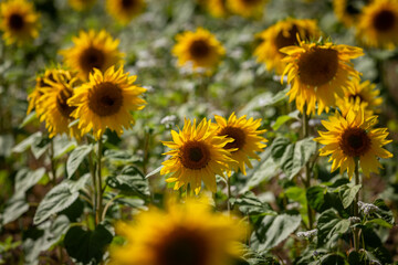 A full frame photograph of sunflowers in bloom in the summer sunshine, with a shallow depth of field