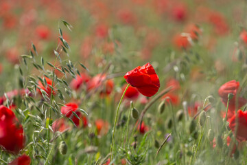 Fototapeta premium A poppy field in bloom in Sussex, with a shallow depth of field