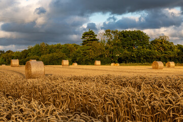 Bales of straw in a field of cereal crops, on a sunny summer's evening