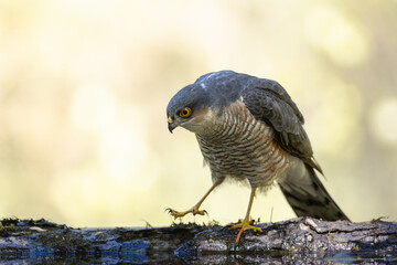 Birds of prey male Sparrowhawk Accipiter nisus, hunting time bird sitting on forrest pond and drinking water, Poland Europe