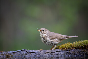 Bird - Song Trush Turdus philomelos in the forrest waterhole amazing warm light sunset sundown