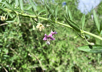 bee pollinates pink and yellow flowers of Lycium barbarum