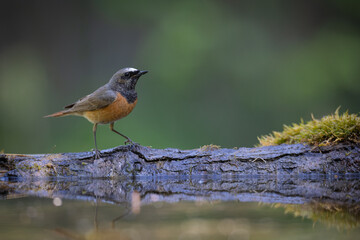 Bird Redstart Phoenicurus phoenicurus small bird on green background spring time bird drinking water on forest pond
