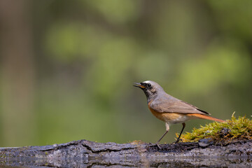 Bird Redstart Phoenicurus phoenicurus small bird on green background spring time bird drinking water on forest pond
