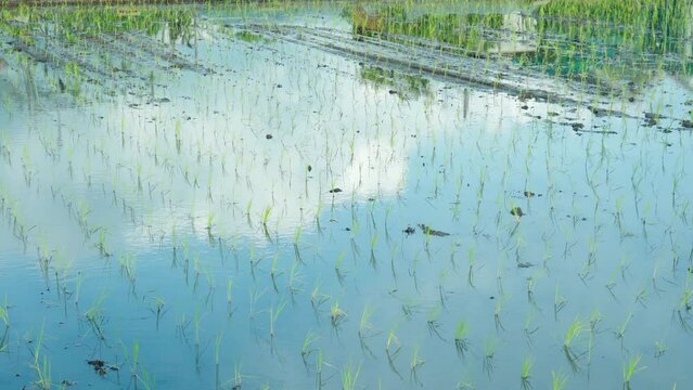 田植えが終わったばかりの水田に映る青空と白い雲