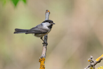 Bird - Marsh Tit ( Poecile palustris ) perched on tree spring time small bird after bath