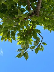 green leaves against blue sky