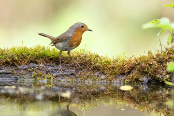 Bird Robin Erithacus rubecula, small bird in forest puddle, spring time in Poland Europe