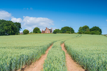 Green wheat growing in a field with trees and a farmhouse in the distance, English countryside in...