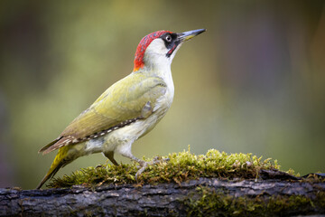 Bird - Green woodpecker Picus viridis on forest pond, bird drinking water, wildlife Poland Europe