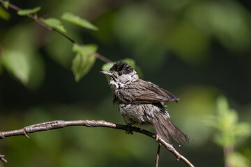 Bird - male Blackcap Sylvia atricapilla spring time, Poland Europe