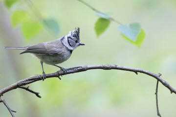 Bird Crested tit Lophophanes cristatus on forest puddle, photographed in horizontal, summer time,...