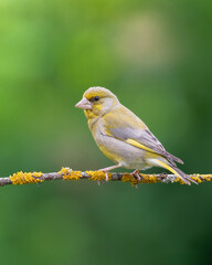 European greenfinch Chloris chloris or common greenfinch songbird small yellow bird on blurry background	
