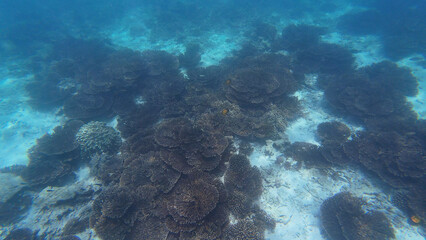 Photography of fish and corals in Oman near Muscat during spring day