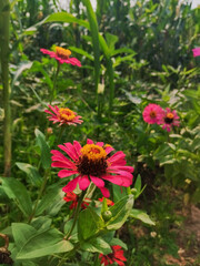 Beautiful Flowers of garden in nepal