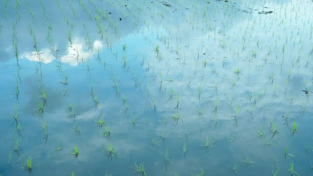 田植えが終わったばかりの水田に映る青空と白い雲