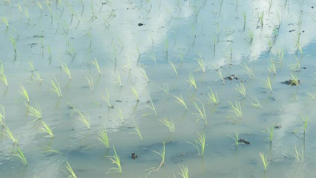 田植えが終わったばかりの水田に映る青空と白い雲