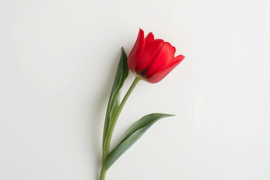 red color tulup flower isolated on white background with copy space 