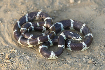 California Kingsnake adult in defensive posture rattling the tail. Stevens Creek County Park, Santa...