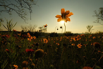 Wildflowers in Texas sunset during spring season, greenthread flowers in landscape.
