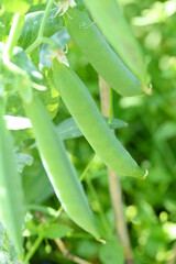 closeup the ripe green peas pods with plant growing in the farm soft focus natural green brown background.