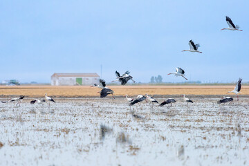 Flock of White Storks in a Rice Field in Isla Mayor, Spain