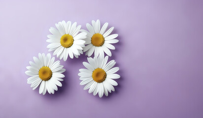 white daisies on a purple pastel paper texture background with copy space