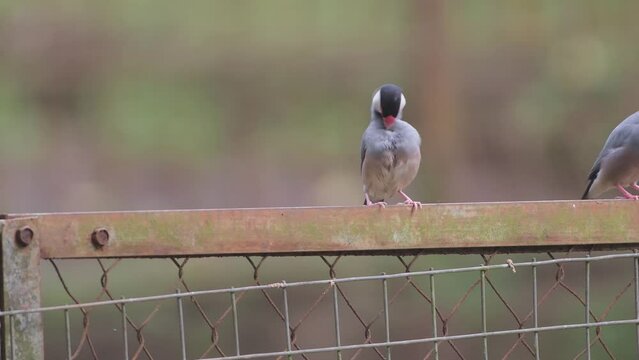  Java rice sparrow perches on a fence