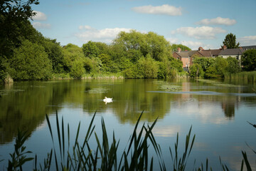 reflection of trees in the lake with swan