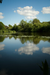 Fototapeta premium reflection of trees in water