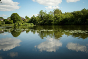 reflection of trees in water