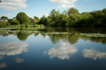 reflection of trees in water