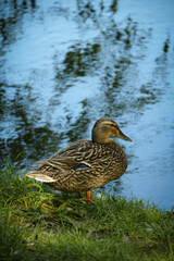 duck on the water during summer