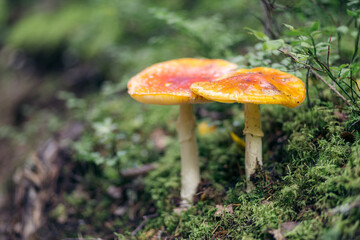Closeup of two red fly agaric mushrooms on green forest ground