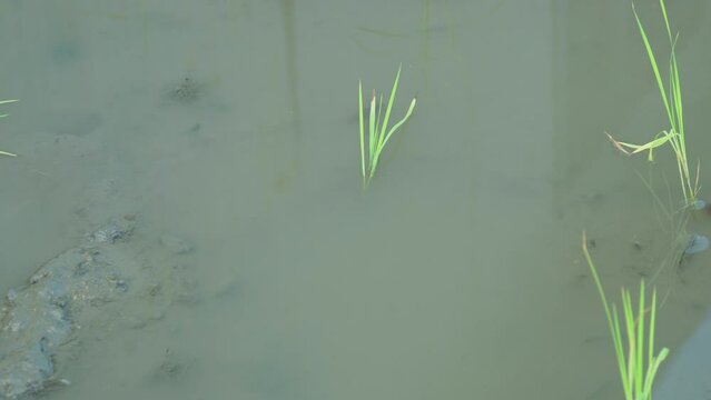 田植え後の水田を泳ぎ回る「生きた化石」カブトエビの様子