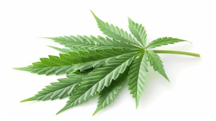 Fresh green cannabis leaves isolated on white background.