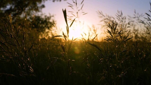 Prairie Switchgrass Swaying in the wind in front of a Sunset in Nebraska